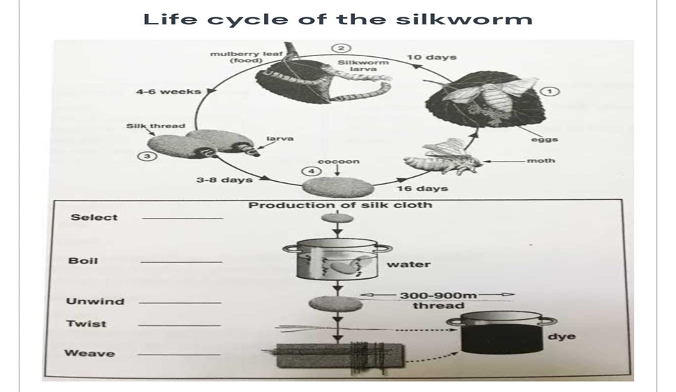 the diagram shows the life cycle of silkworm and production of silk
