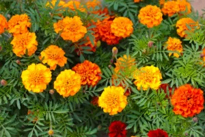 favourite flower or plant ielts speaking part 1