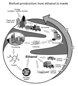 the process diagram shows a biofuel called ethanol is produced