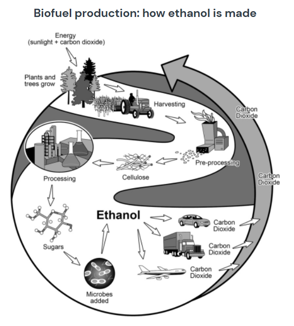 The diagram shows how biofuel called ethanol is produced - IPP